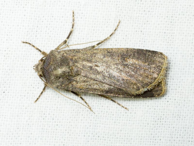 Agrotis segetum (Denis & Schiffermüller, 1775)